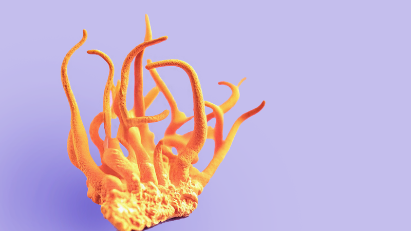 Cordyceps (Ophiocordyceps sinensis) Extract